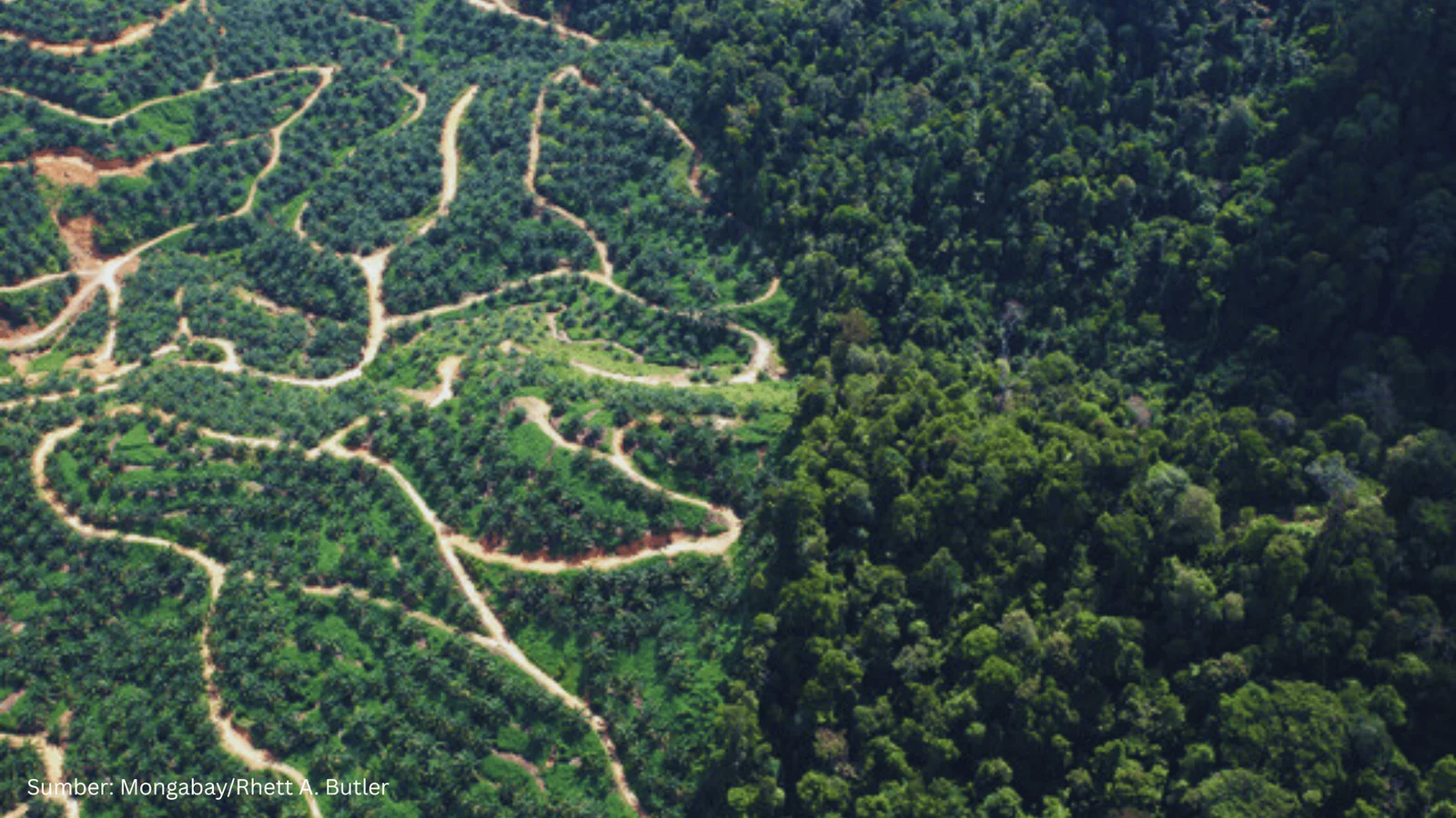 Kebijakan Satu Peta Jadi Pilar Penertiban Kawasan Hutan
