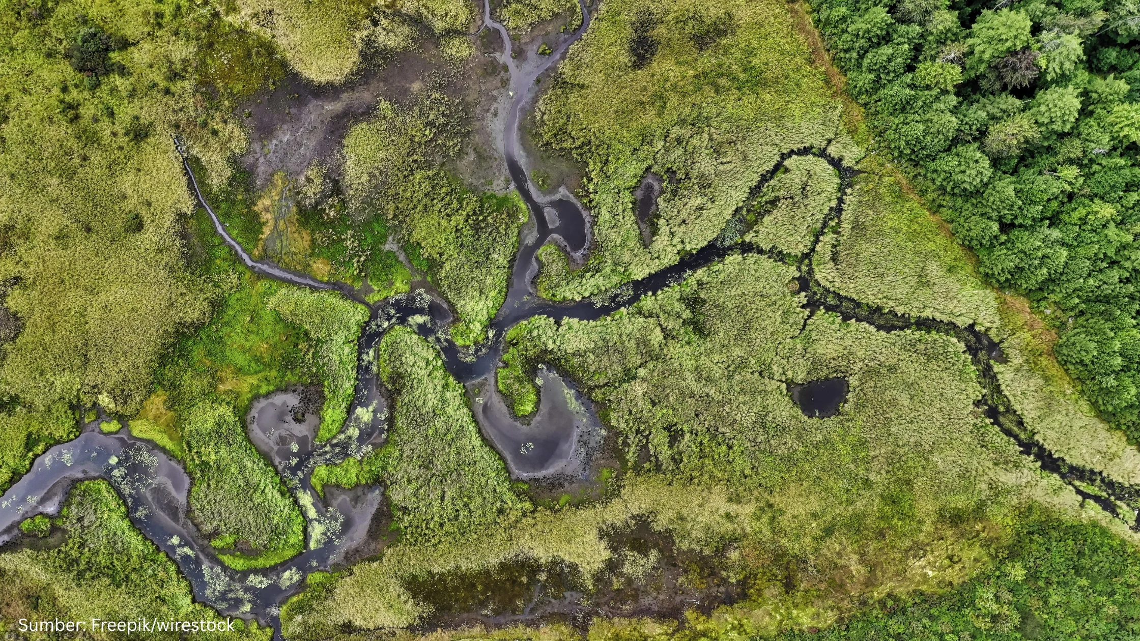 Teknologi Geospasial dan AI Jadi Andalan Kementerian Kehutanan untuk Deteksi Deforestasi Nasional