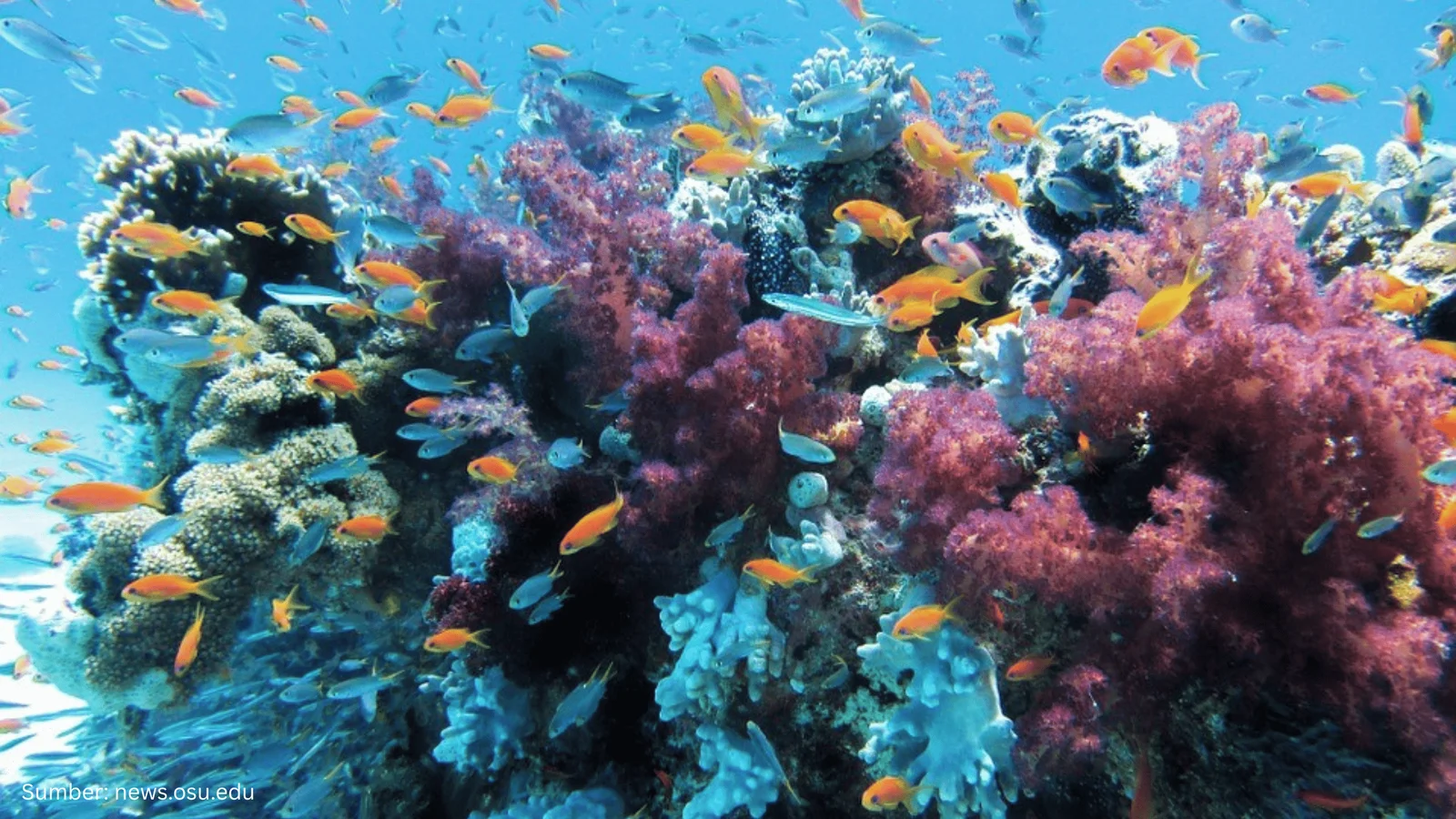 The Nature Conservancy Memanfaatkan Digital Twin untuk Melindungi Terumbu Karang